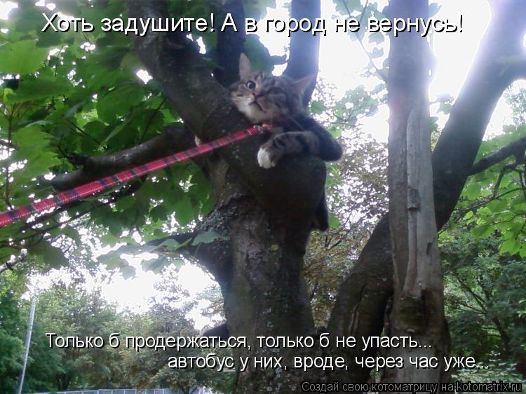 Хоть задушите! А в город не вернусь! Только б продержаться, только б не упасть... автобус у них, вро... Котоматрица: Хоть задушите! А в город не вернусь! Только б продержаться, только б не упасть... автобус у них, вроде, через час уже...