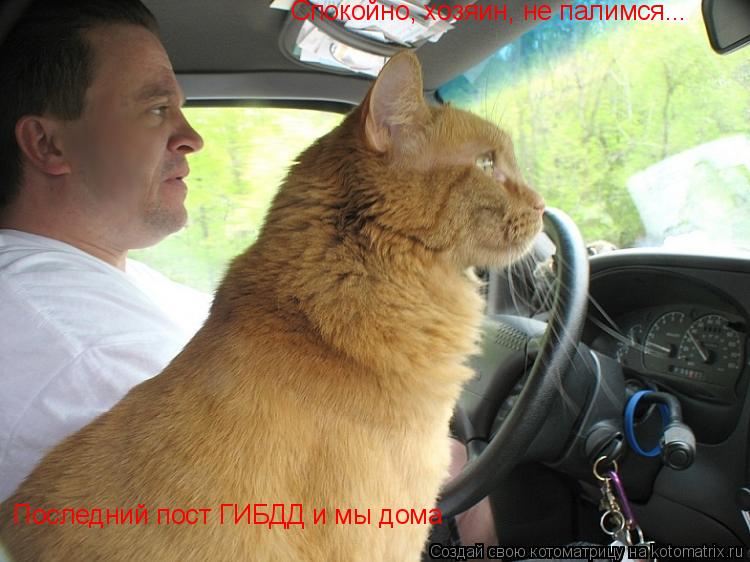 Котоматрица: Спокойно, хозяин, не палимся... Последний пост ГИБДД и мы дома