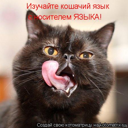 Котоматрица: Изучайте кошачий язык  с носителем ЯЗЫКА!
