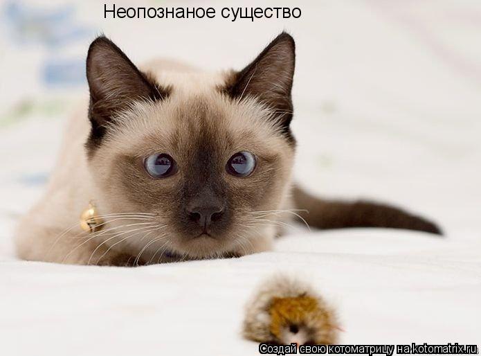 Неопознаное существо... Котоматрица: Неопознаное существо