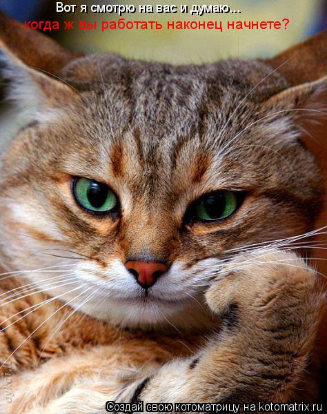 Котоматрица: Вот я смотрю на вас и думаю... когда ж вы работать наконец начнете?