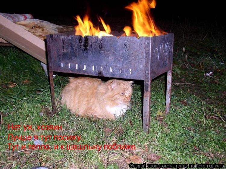 Котоматрица: Нет уж, хозяин... Лучше я тут посижу... Тут и тепло, и к шашлыку поближе.