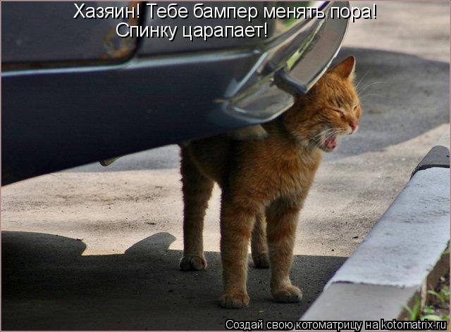 Хазяин! Тебе бампер менять пора! Спинку царапает!... Котоматрица: Хазяин! Тебе бампер менять пора! Спинку царапает!