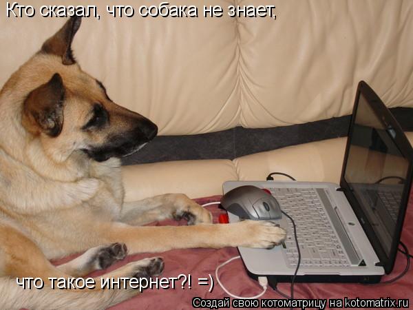 Котоматрица: Кто сказал, что собака не знает,  что такое интернет?! =)