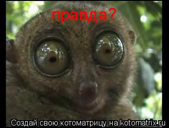 Котоматрица: правда?