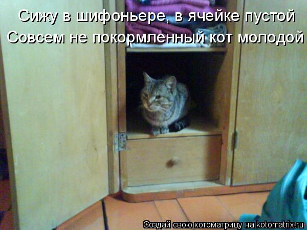 Котоматрица: Сижу в шифоньере, в ячейке пустой Совсем не покормленный кот молодой