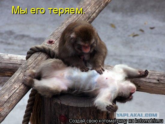 Котоматрица: Мы его теряем.