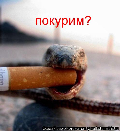 Котоматрица: покурим?