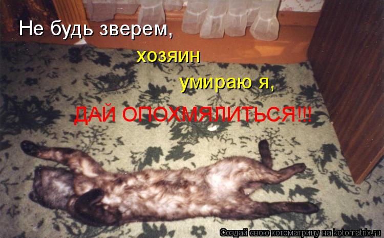 Котоматрица: Не будь зверем, хозяин умираю я, ДАЙ ОПОХМЯЛИТЬСЯ!!!