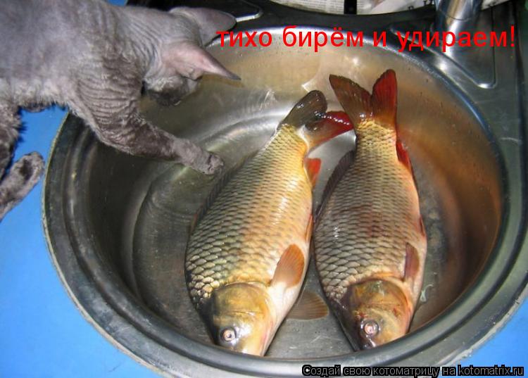 Котоматрица: тихо бирём и удираем!