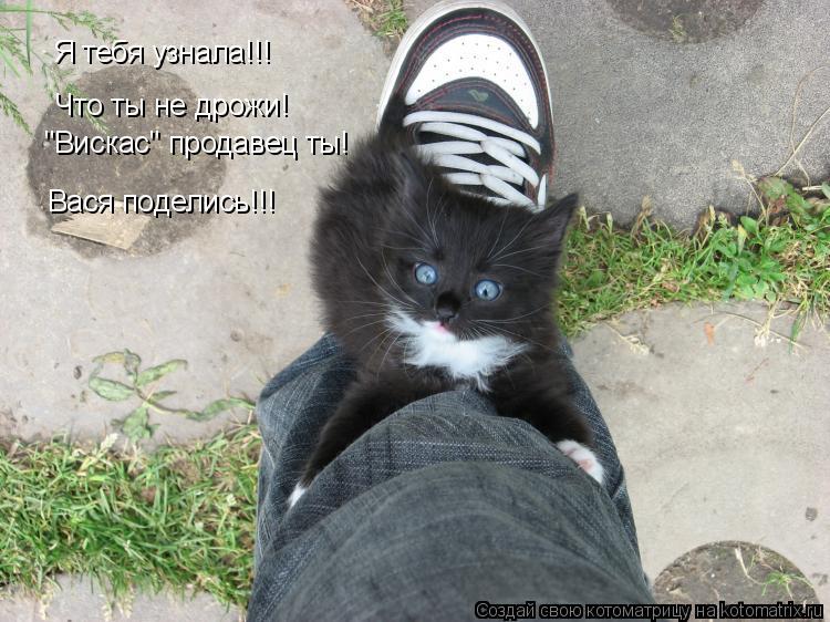 Котоматрица: Я тебя узнала!!! Что ты не дрожи! "Вискас" продавец ты! Вася поделись!!!