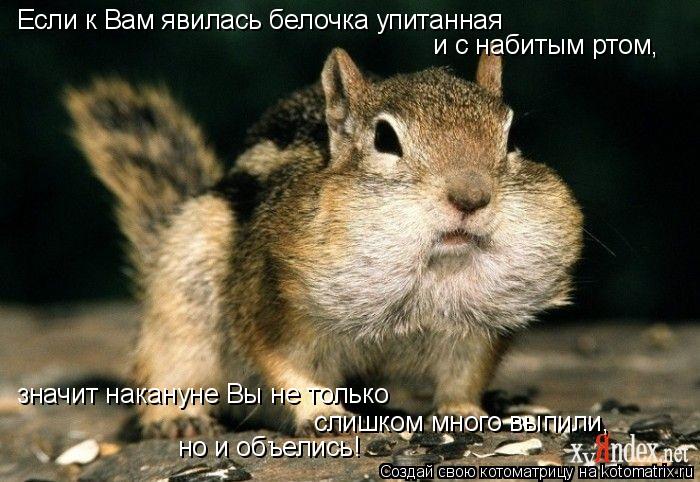 Если к Вам явилась белочка упитанная и с набитым ртом, значит накануне Вы не только слишком много вы... Котоматрица: Если к Вам явилась белочка упитанная и с набитым ртом, значит накануне Вы не только слишком много выпили, но и объелись!