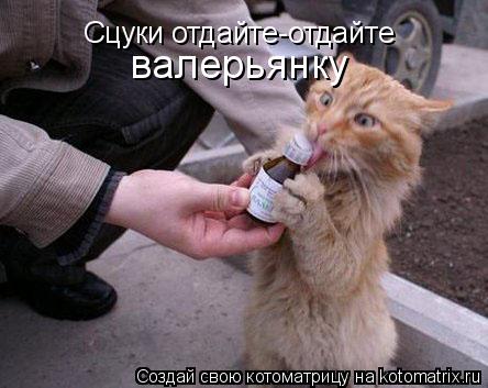 Котоматрица: Сцуки отдайте-отдайте валерьянку