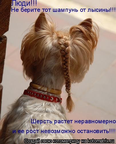Котоматрица: Люди!!!  Не берите тот шампунь от лысины!!! Шерсть растет неравномерно  и ее рост невозможно остановить!!!!