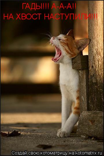 Котоматрица: ГАДЫ!!! А-А-А!! НА ХВОСТ НАСТУПИЛИ!!!