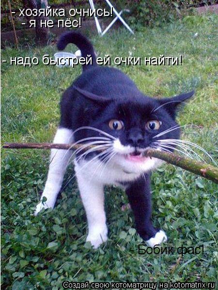 Котоматрица: - хозяйка очнись! - я не пёс! - Бобик фас! - надо быстрей ей очки найти!