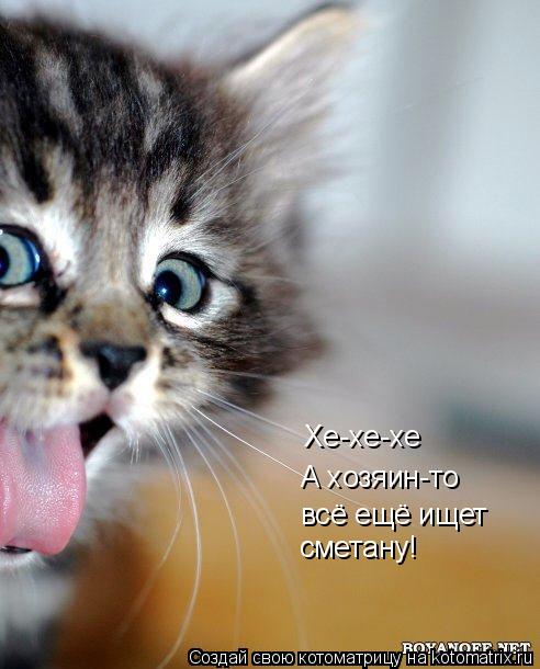 Котоматрица: Хе-хе-хе А хозяин-то всё ещё ищет сметану!