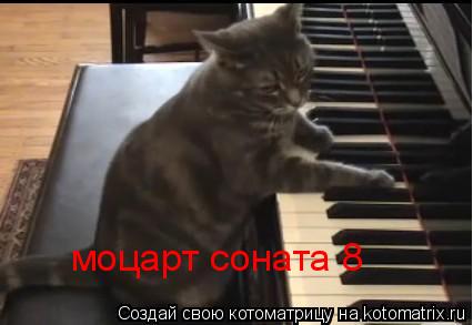 Котоматрица: моцарт соната 8