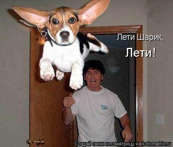 Котоматрица: Лети Шарик, Лети!