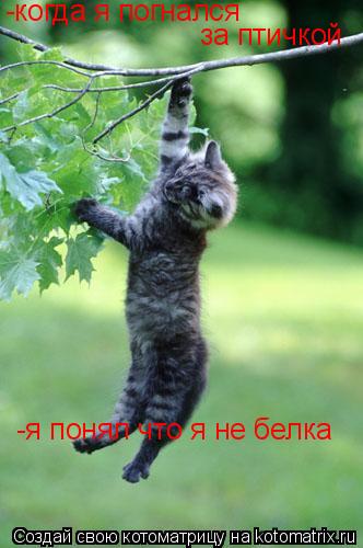 Котоматрица: -когда я погнался  за птичкой -я понял что я не белка