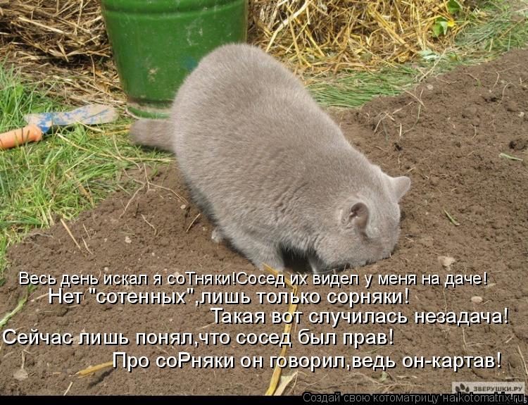 Нет "сотенных",лишь только сорняки! Такая вот случилась незадача! Сейчас лишь понял,что сосед был пра... Котоматрица: Нет "сотенных",лишь только сорняки! Такая вот случилась незадача! Сейчас лишь понял,что сосед был прав! Про соРняки он говорил,ведь он-картав