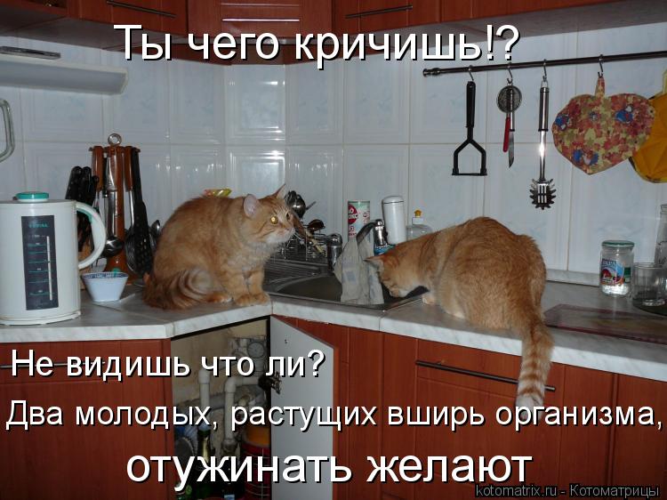 Ты чего кричишь!? Не видишь что ли? Два молодых, растущих вширь организма, отужинать желают... Котоматрица: Ты чего кричишь!? Не видишь что ли? Два молодых, растущих вширь организма, отужинать желают