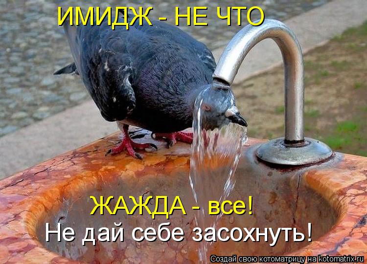 Котоматрица: ИМИДЖ - НЕ ЧТО ЖАЖДА - все!  Не дай себе засохнуть!