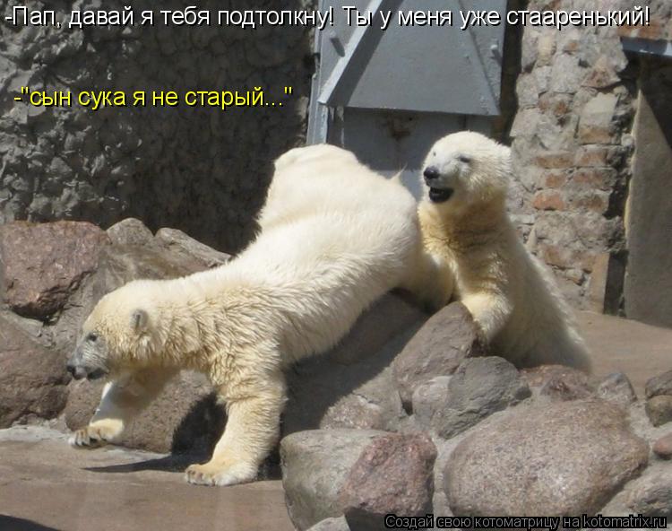 -Пап, давай я тебя подтолкну! Ты у меня уже стааренький! -"сын сука я не старый..."... Котоматрица: -Пап, давай я тебя подтолкну! Ты у меня уже стааренький! -"сын сука я не старый..."