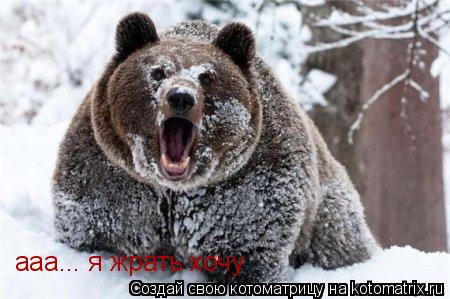 Котоматрица: ааа... я жрать хочу
