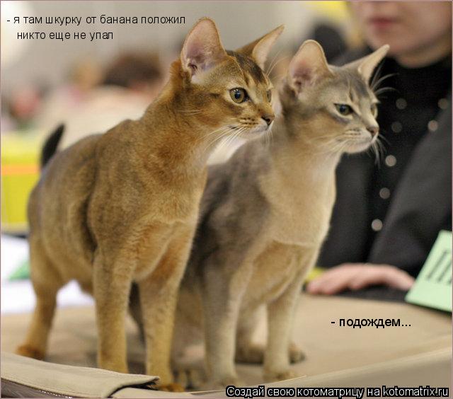 - я там шкурку от банана положил никто еще не упал - подождем...... Котоматрица: - я там шкурку от банана положил никто еще не упал - подождем...
