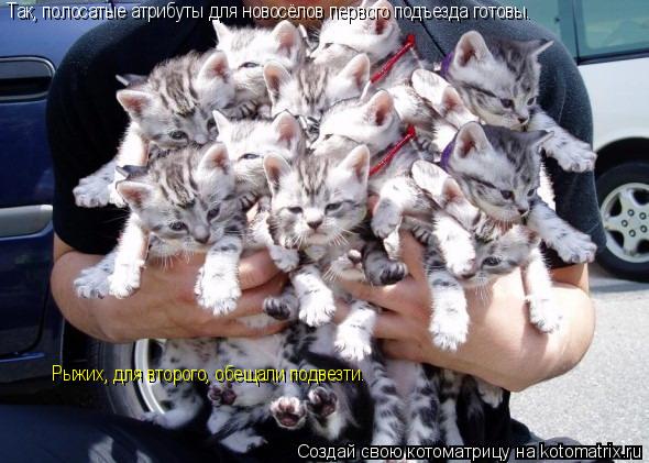 Котоматрица: Рыжих, для второго, обещали подвезти. Так, полосатые атрибуты для новосёлов первого подъезда готовы.