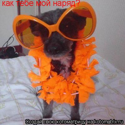 как тебе мой наряд?... Котоматрица: как тебе мой наряд?