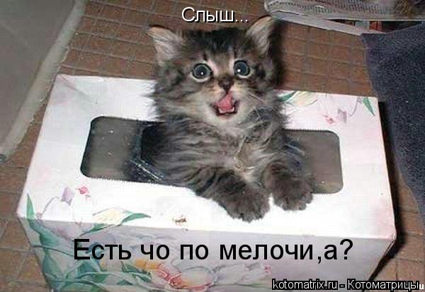 Котоматрица: Слыш... Есть чо по мелочи,а?