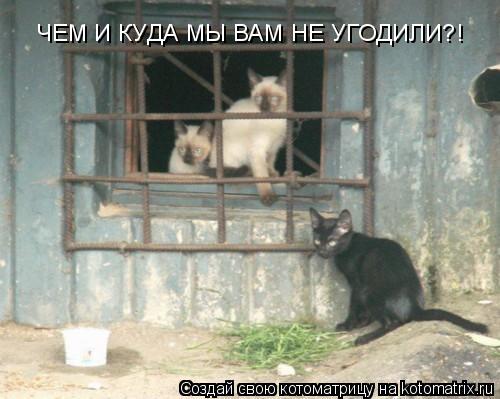 Котоматрица: ЧЕМ И КУДА МЫ ВАМ НЕ УГОДИЛИ?!