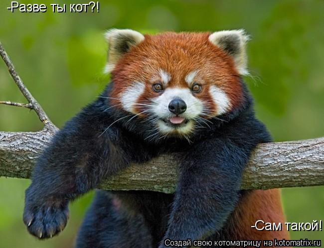 Котоматрица: -Разве ты кот?! -Сам такой!
