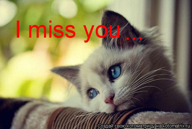 Котоматрица: I miss  I miss you ...