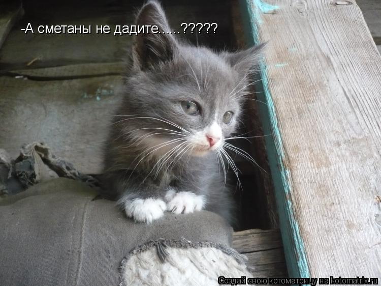 Котоматрица: -А сметаны не дадите......?????