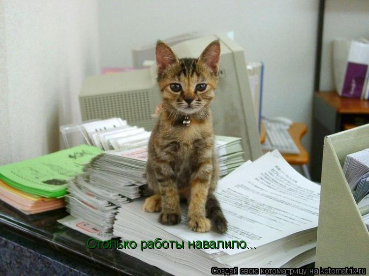 Котоматрица: Столько работы навалило...
