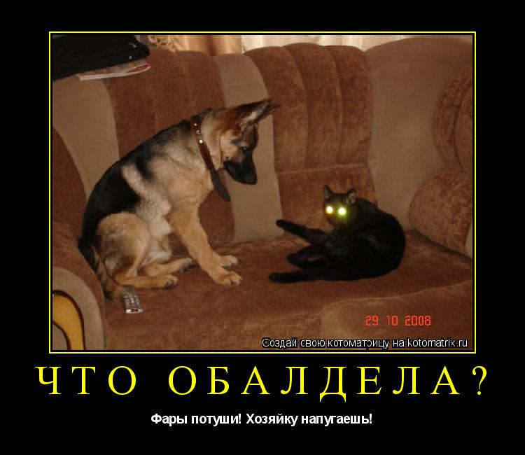 Котоматрица: Что обалдела? Фары потуши! Хозяйку напугаешь!