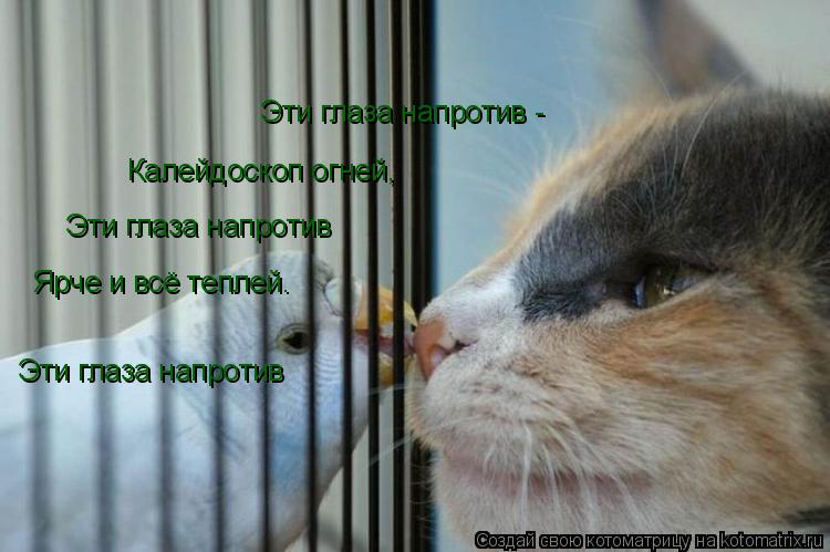 Эти глаза напротив - Калейдоскоп огней, Эти глаза напротив Ярче и всё теплей. Эти глаза напротив... Котоматрица: Эти глаза напротив - Калейдоскоп огней, Эти глаза напротив Ярче и всё теплей. Эти глаза напротив