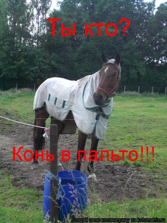 Котоматрица: Ты кто? Конь в пальто!!!