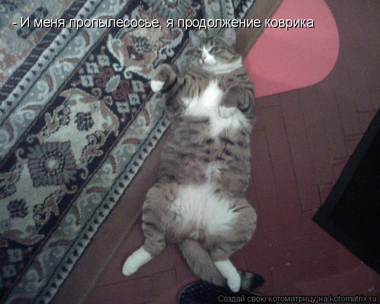 - И меня пропылесосье, я продолжение коврика... Котоматрица: - И меня пропылесосье, я продолжение коврика