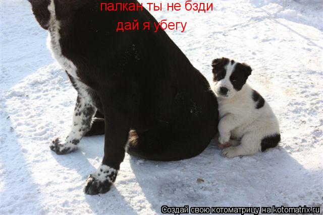 Котоматрица: дай я убегу палкан ты не бзди