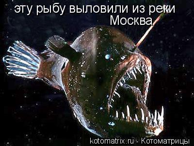 Котоматрица: эту рыбу выловили из реки  Москва