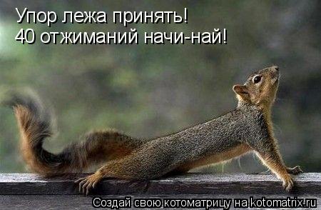 Упор лежа принять! 40 отжиманий начи-най!... Котоматрица: Упор лежа принять! 40 отжиманий начи-най!