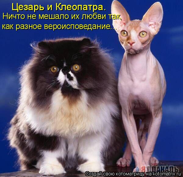 Котоматрица: Цезарь и Клеопатра. Ничто не мешало их любви так,  как разное вероисповедание...
