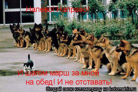 на обед! И не отставать! И шагом марш за мной Налево! Направо!... Котоматрица: на обед! И не отставать! И шагом марш за мной Налево! Направо!