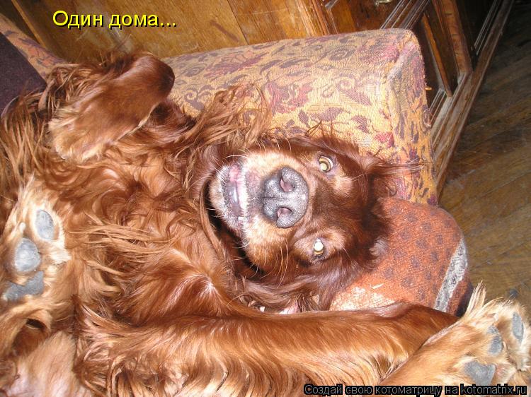 Котоматрица: Один дома...