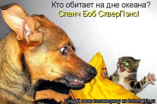 Котоматрица: Кто обитает на дне океана? Спанч Боб СкверПэнс!