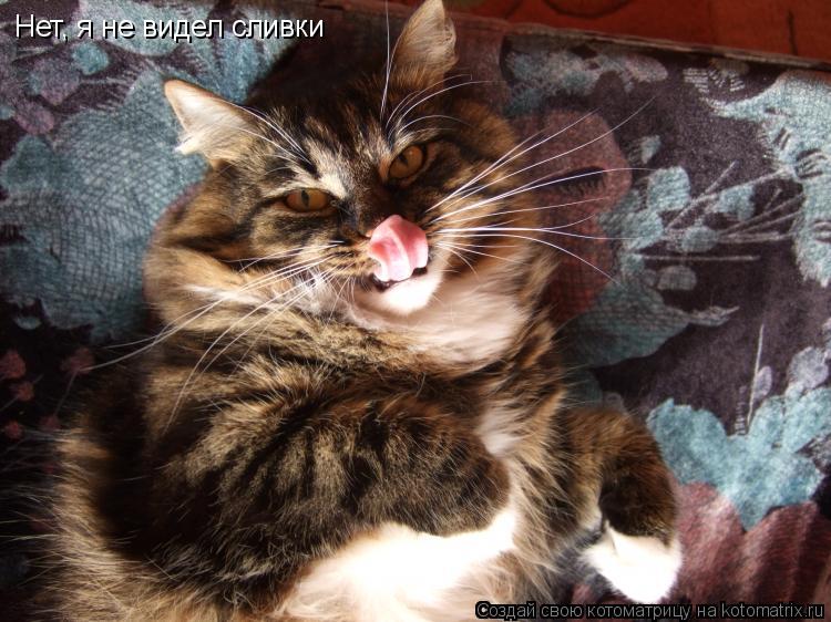 Котоматрица: Нет, я не видел сливки